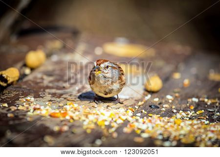 The American tree sparrow, also known as the winter sparrow, is a medium-sized sparrow. It previously was classified under the genus Spizella, but multilocus molecular evidence suggested placement in its own genus.