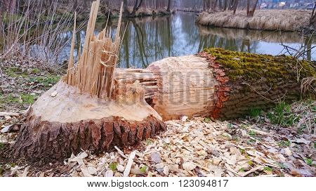 Big tree taken down by beaver on a bank Radbuza River near Pilsen City. This animal is destructive pest for agriculture and forestry in Czech Republic, Europe.