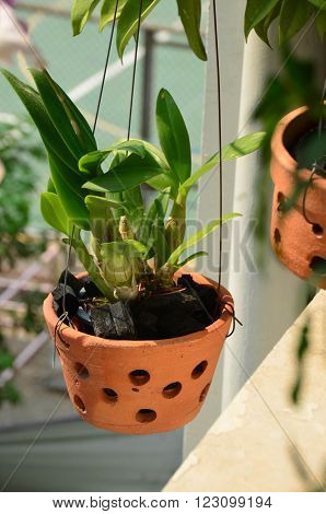 potted plant in the building , Thailand
** Note: Shallow depth of field