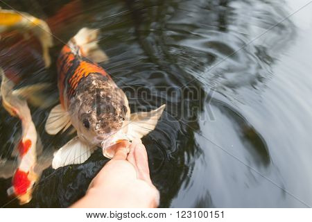Feeding koi carp by hand (Cyprinus Rubrofuscus)