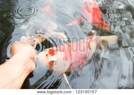 Feeding koi carp by hand (Cyprinus Rubrofuscus)