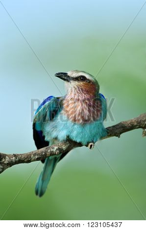 Lilac-breasted Roller (Coracias caudata) outdoor