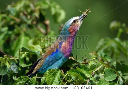 Lilac-breasted Roller (Coracias caudata) with catch 