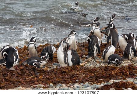 Magellanic Penguins (Spheniscus magellanicus) at the coast of Seno Otway, Chile