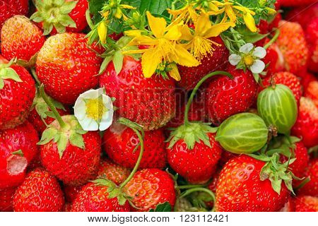 Strawberry And Tutsan