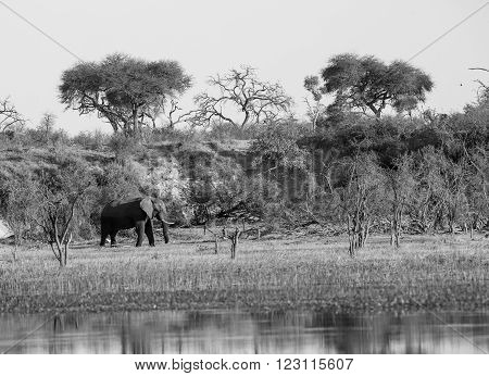 A large African elephant walking on the banks of the Boteti river in Xhumaga Botswana. Many of the trees dry evident of hard times in the past. In black and white.
** Note: Visible grain at 100%, best at smaller sizes