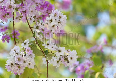 Lagerstroemia speciosa or tabak tree in ThailandPerennial plant bloom one time per year.