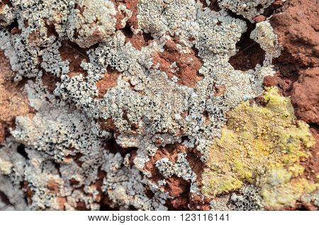 Lichen Texture Pattern Background on the Floor