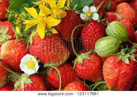 Strawberry And Tutsan