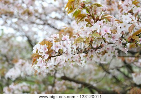 white sakura flower or cherry blossoms in Japan gardenFlower Festival in Japan before summer.