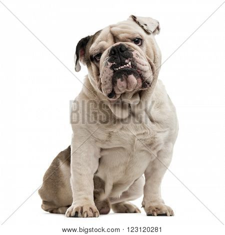 English Bulldog sitting and looking at the camera, isolated on white