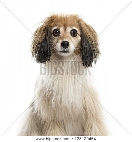 Close up of a Spaniel looking at the camera, isolated on white