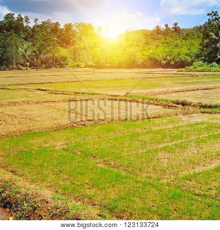 A traditional paddy field and sun rise