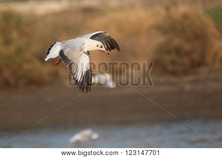 The Seagull Flying For Looking A Fish On Soft Background