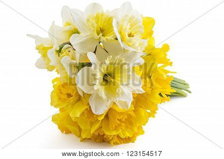 Beautiful fresh yellow narcissus bouquet isolated on white background