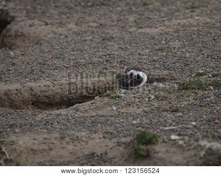 Magellanic penguin (Spheniscus magellanicus) as seen in the wild in Patagonian Argentina at Punta Tombo.