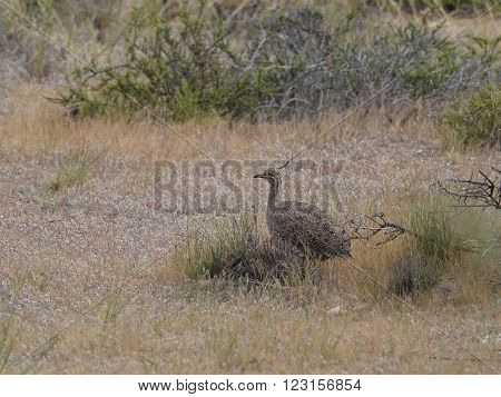 Wild Elegant crested Tinamou. (Eudromia Elegans) pictured in Patagonia Argentina.
** Note: Soft Focus at 100%, best at smaller sizes