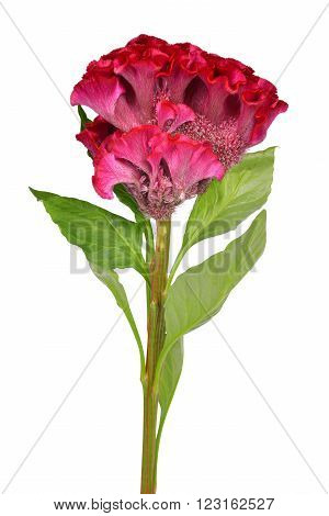 Cockscomb flower (Celosia argentea) isolated on white background.