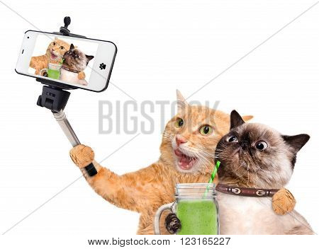 Cats taking a selfie with a smartphone