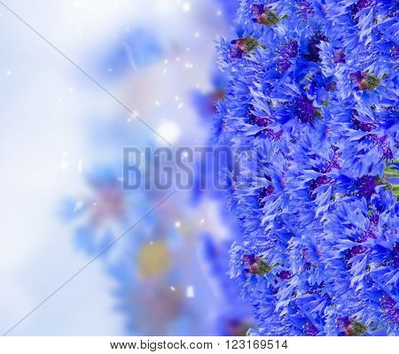 field of blue cornflowers on bokef defocused background