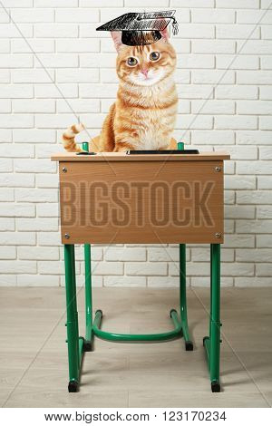 Cat school- funny cat sitting on sits at a school desk.