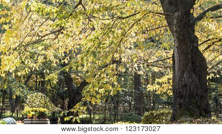 The maple levae in the fall seasion