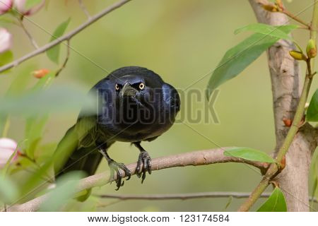 Black Grackle Stare Down