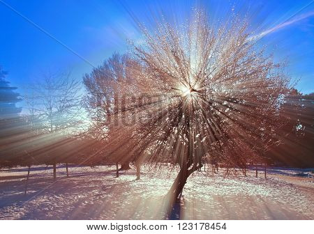 the sun's rays throughout the winter tree
** Note: Visible grain at 100%, best at smaller sizes