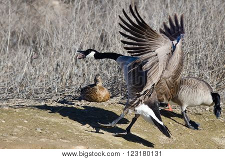 Canada Goose Squawking As It Comes In For Landing