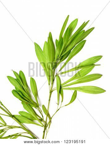 Spring ash seeds isolated on white background. Close-up view.