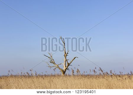 dead tree above yellow reed against blue sky in eempolder in the netherlands
