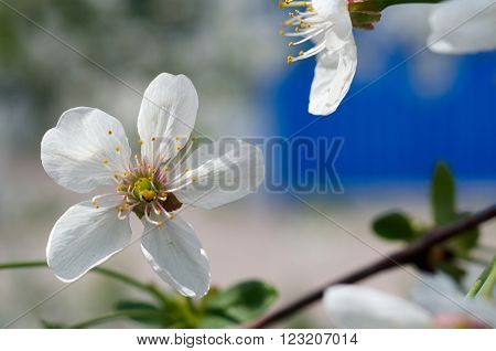 A beautiful flower of the blossoming cherry tree in the spring time/cherry blossom