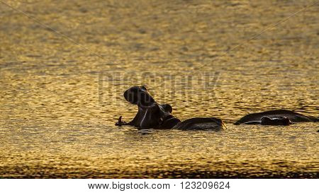 Specie Hippopotamus amphibius family of Hippopotamidae, wild hippos in the river, on sunset