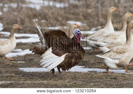 A Bourbon Red Turkey and domestic geese in a barnyard,