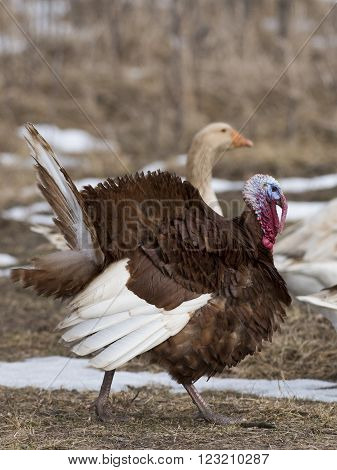 Strutting Turkey and domestic goose in a barnyard