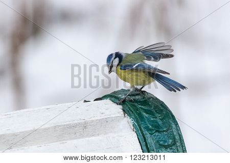 hungry bluetit eats sunflower seeds in winter day