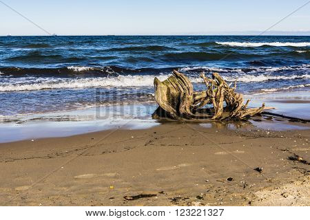 Root of the tree washed up by the sea at the beach.
