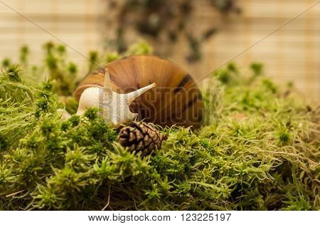 Snail-albino, Achatina Achatina, White tiger, in sphagnum moss. Shallow depth of field, focus on the eye of a snail.