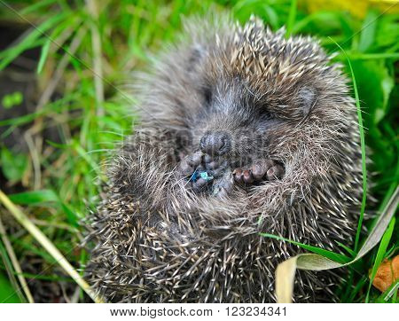 Western European Hedgehog (Erinaceus) curled up into a ball