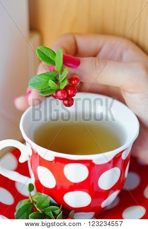 Cowberry (vaccinium Vitis-idaea) Tea In Woman Hands