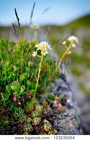 Saxifrage (Saxifraga paniculata). Flowering plant close up