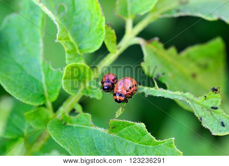 Larvae of the Colorado beetle eat potato plant