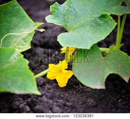 ?ucumber flower growing on a bed. Close-up
