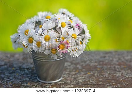 Wild daisy flowers in a small tin bucket
