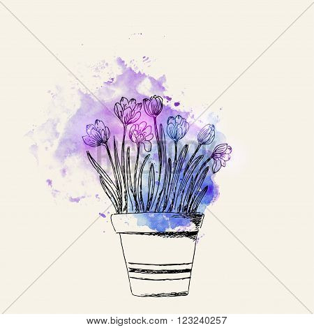 Hand drawn line art pot crocus flower on blue and purple watercolor splash. Spring crocus ink drawing for easter decor garden backgrounds floral design.