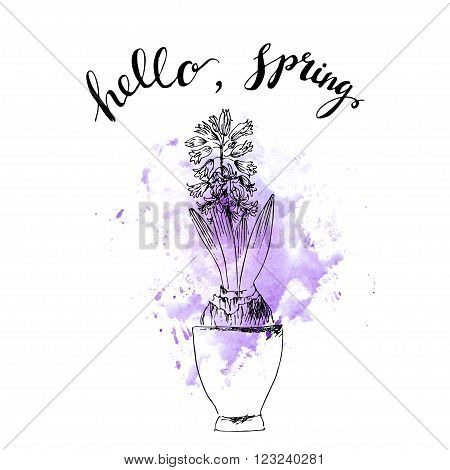 Hand drawn line art pot hyacinth flower and hello spring lettering on purple watercolor splash. Spring hyacinth ink drawing for easter decor garden backgrounds floral design.
