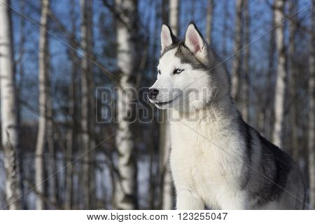 blue-eyed Siberian Husky puppy in the forest