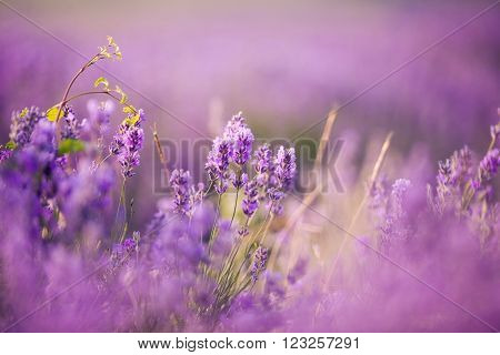 Sunset over a violet lavender field in Provence, Hokkaido