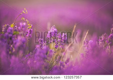Sunset over a violet lavender field in Provence, Hokkaido