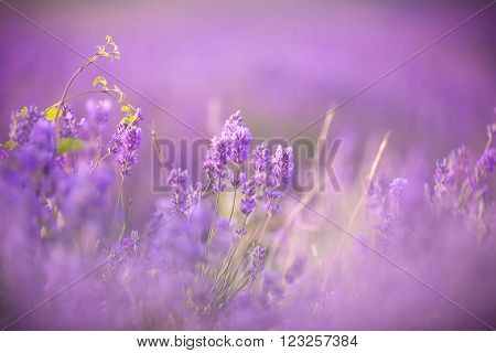Sunset over a violet lavender field in Provence, Hokkaido